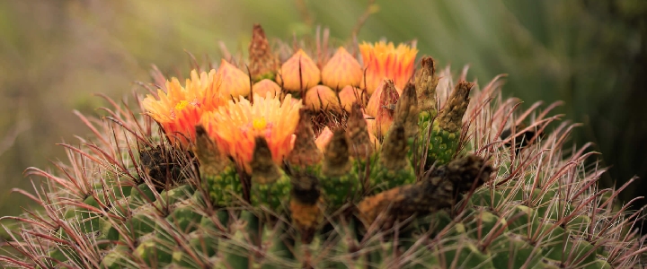 A close up of cactus flowers.