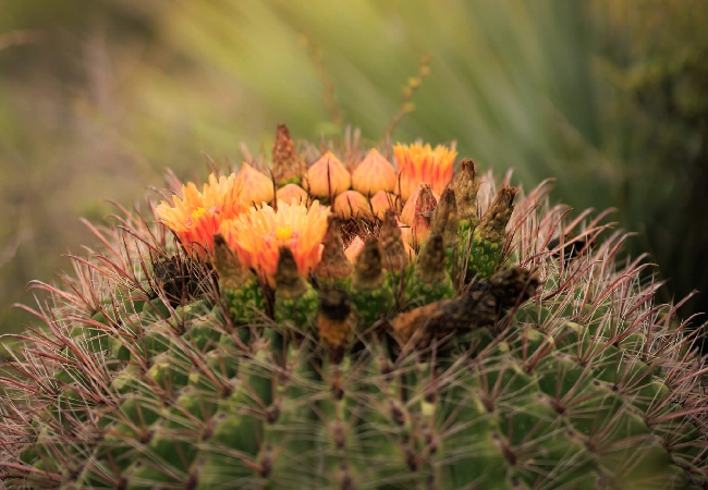 A close up of a yellow-orange cactus flower.