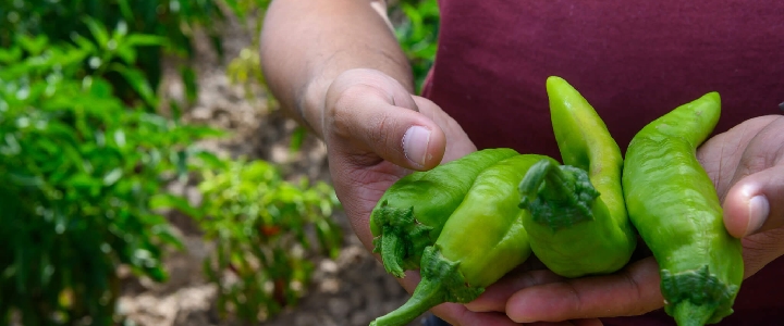 A gardener holding green peppers