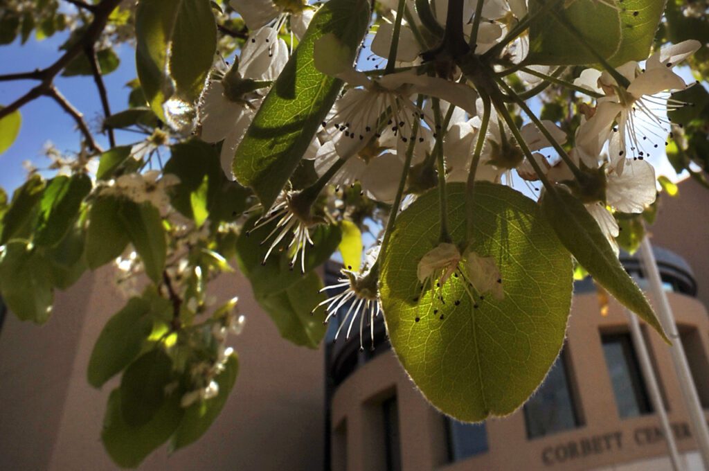 03/09/2012: Flowering pear tree leaves and blossoms are backlit by the morning sun Friday, March 9, 2012, near the Corbett Center west entrance. The first official day of Spring is March 20. (Photo by Darren Phillips)