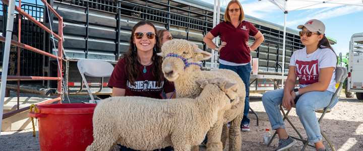 Sheep with students at Ag Day - College of ACES