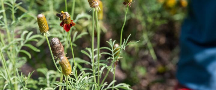 Adrienne Rosenberg, a researcher at the Alcalde Research site, studies native bees. July 22, 2021. (NMSU photo by Josh Bachman)